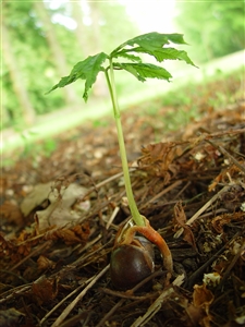 natuur is groeien